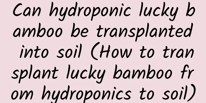Can hydroponic lucky bamboo be transplanted into soil (How to transplant lucky bamboo from hydroponics to soil)