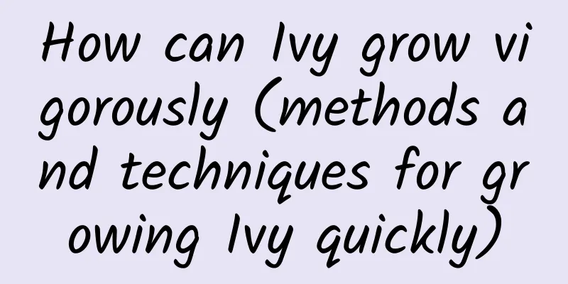 How can Ivy grow vigorously (methods and techniques for growing Ivy quickly)