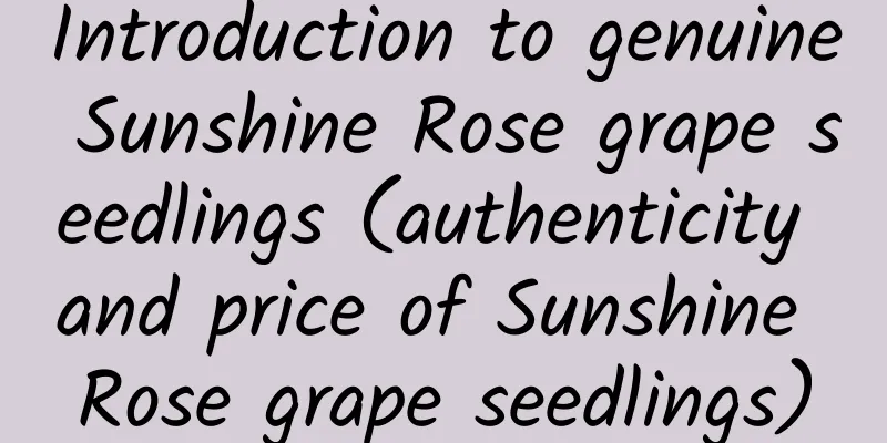 Introduction to genuine Sunshine Rose grape seedlings (authenticity and price of Sunshine Rose grape seedlings)