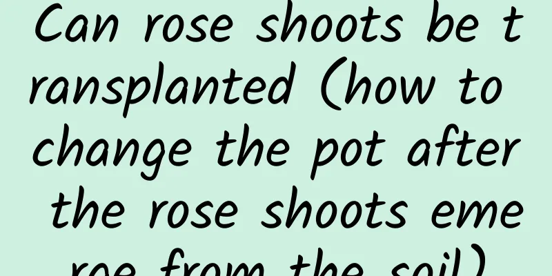 Can rose shoots be transplanted (how to change the pot after the rose shoots emerge from the soil)