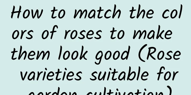 How to match the colors of roses to make them look good (Rose varieties suitable for garden cultivation)