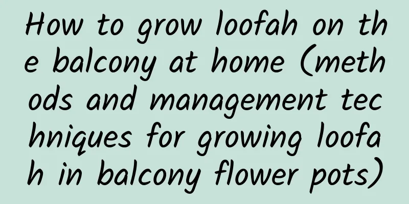 How to grow loofah on the balcony at home (methods and management techniques for growing loofah in balcony flower pots)