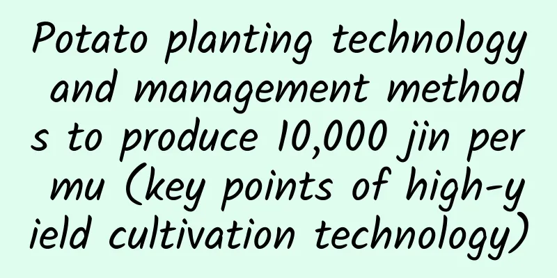 Potato planting technology and management methods to produce 10,000 jin per mu (key points of high-yield cultivation technology)