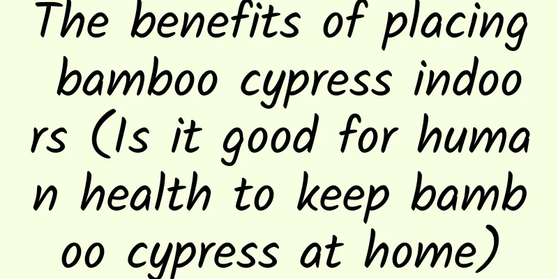 The benefits of placing bamboo cypress indoors (Is it good for human health to keep bamboo cypress at home)