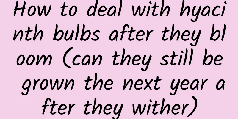 How to deal with hyacinth bulbs after they bloom (can they still be grown the next year after they wither)