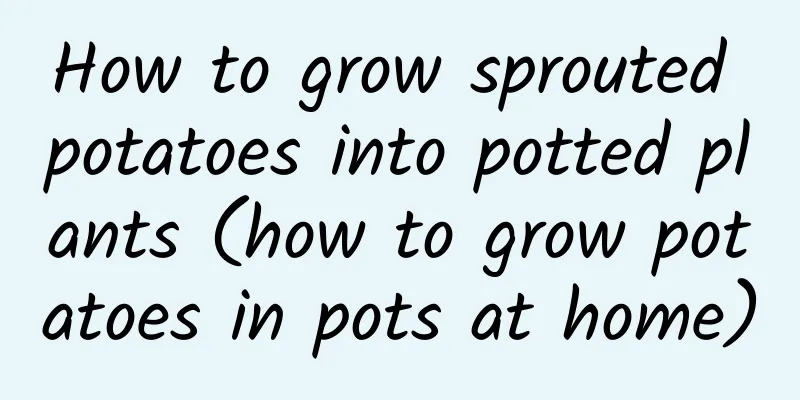 How to grow sprouted potatoes into potted plants (how to grow potatoes in pots at home)