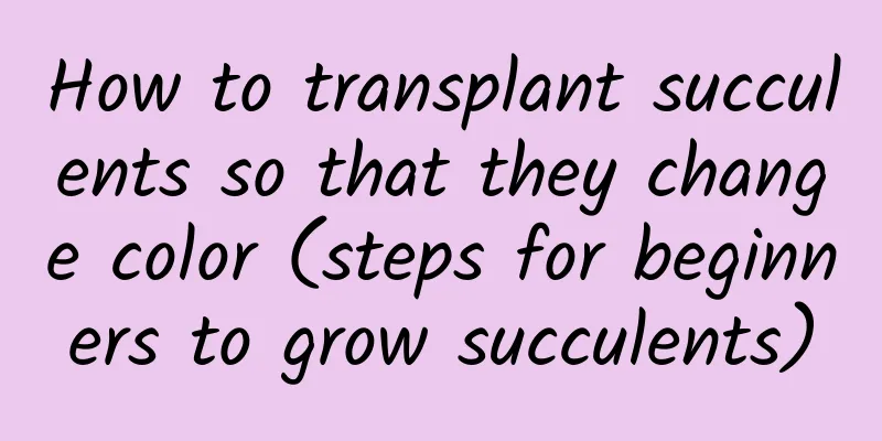 How to transplant succulents so that they change color (steps for beginners to grow succulents)