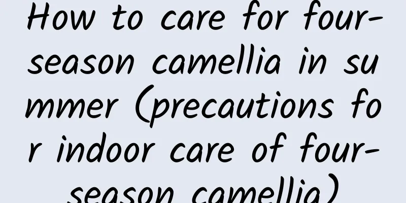 How to care for four-season camellia in summer (precautions for indoor care of four-season camellia)