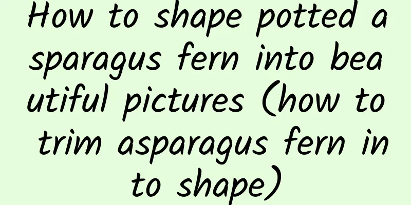 How to shape potted asparagus fern into beautiful pictures (how to trim asparagus fern into shape)