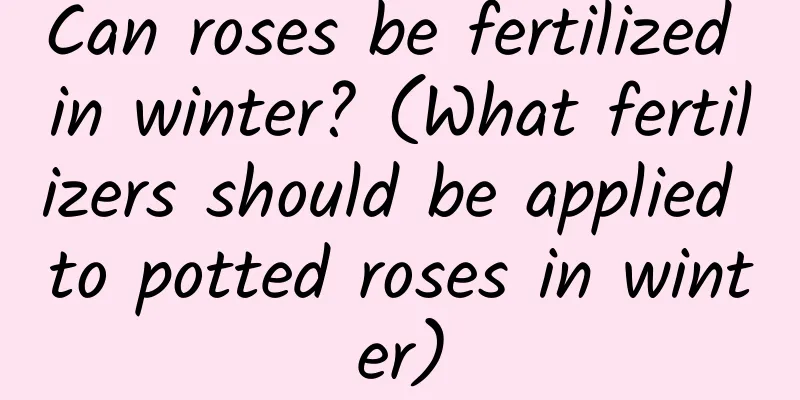 Can roses be fertilized in winter? (What fertilizers should be applied to potted roses in winter)