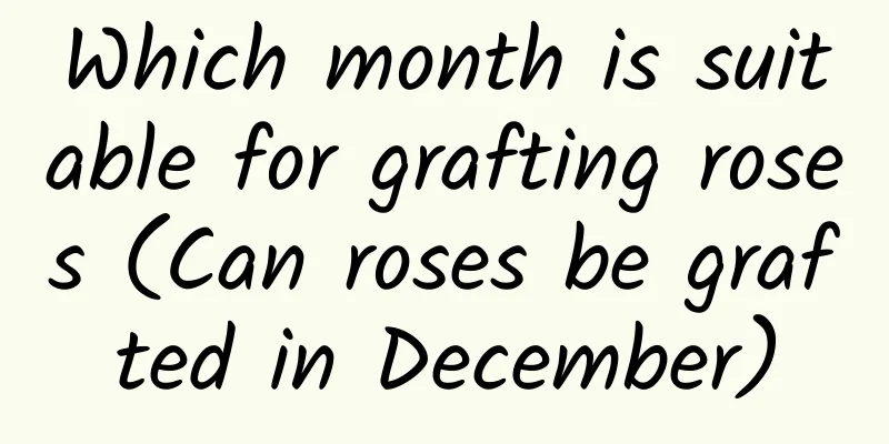 Which month is suitable for grafting roses (Can roses be grafted in December)