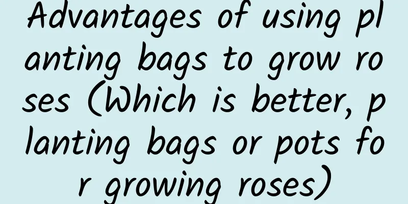 Advantages of using planting bags to grow roses (Which is better, planting bags or pots for growing roses)