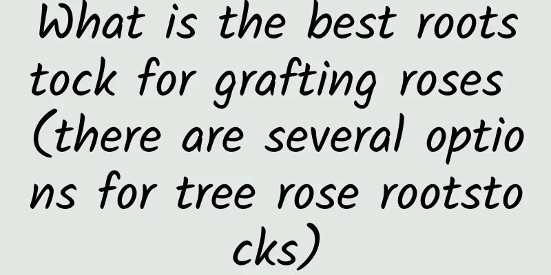 What is the best rootstock for grafting roses (there are several options for tree rose rootstocks)