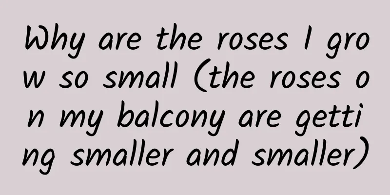 Why are the roses I grow so small (the roses on my balcony are getting smaller and smaller)