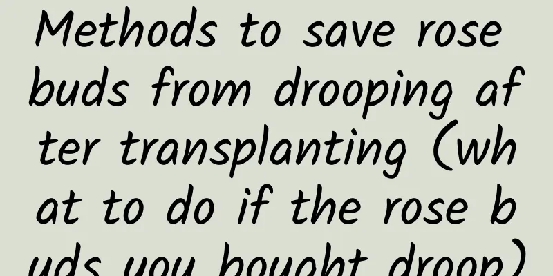 Methods to save rose buds from drooping after transplanting (what to do if the rose buds you bought droop)