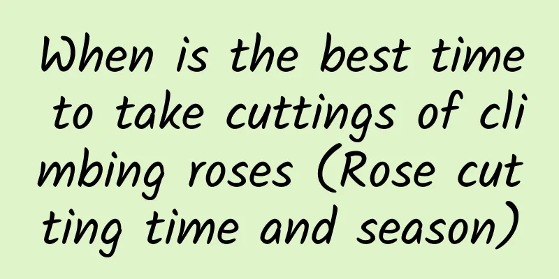 When is the best time to take cuttings of climbing roses (Rose cutting time and season)