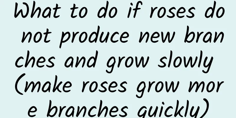 What to do if roses do not produce new branches and grow slowly (make roses grow more branches quickly)