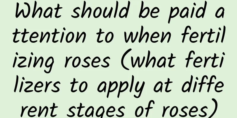 What should be paid attention to when fertilizing roses (what fertilizers to apply at different stages of roses)
