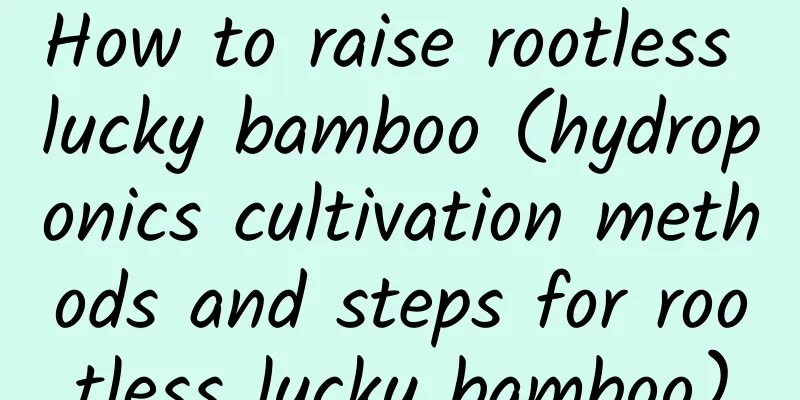 How to raise rootless lucky bamboo (hydroponics cultivation methods and steps for rootless lucky bamboo)