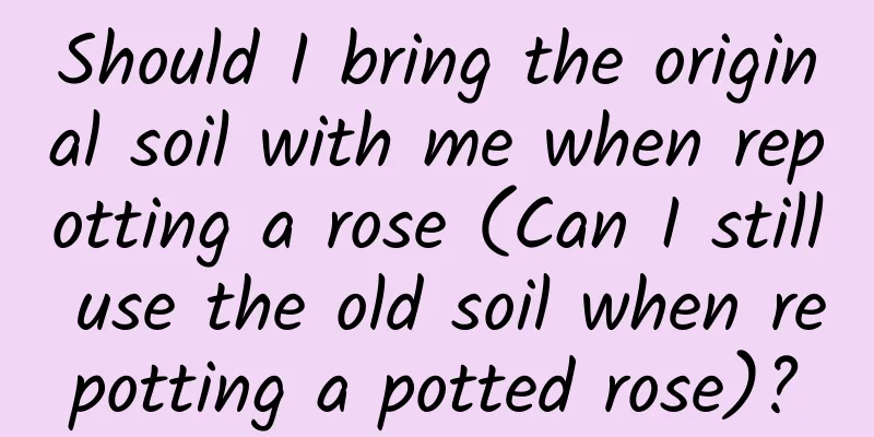 Should I bring the original soil with me when repotting a rose (Can I still use the old soil when repotting a potted rose)?