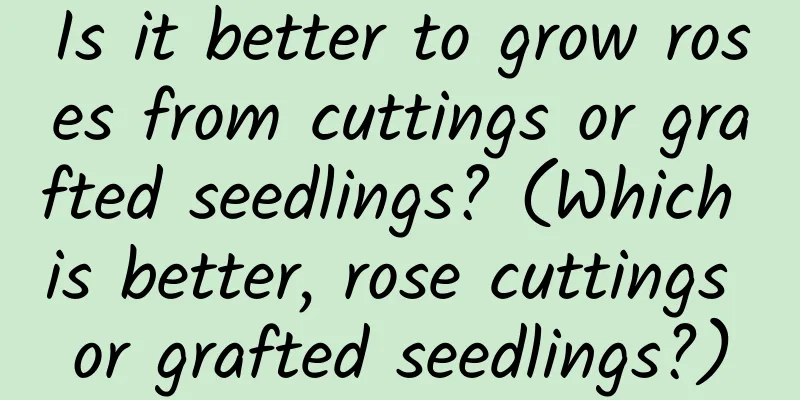 Is it better to grow roses from cuttings or grafted seedlings? (Which is better, rose cuttings or grafted seedlings?)