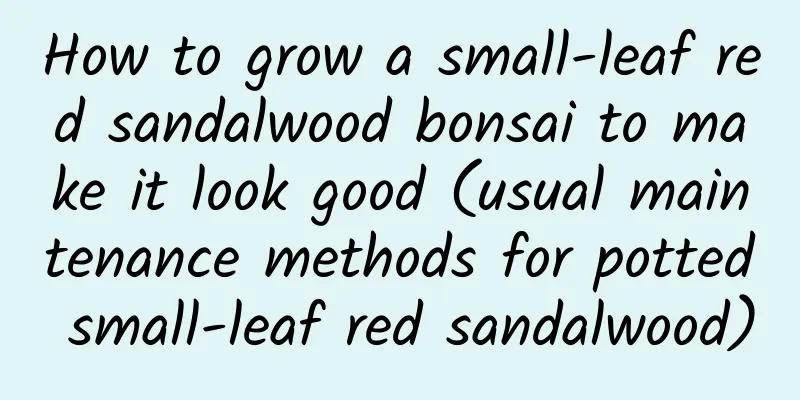 How to grow a small-leaf red sandalwood bonsai to make it look good (usual maintenance methods for potted small-leaf red sandalwood)