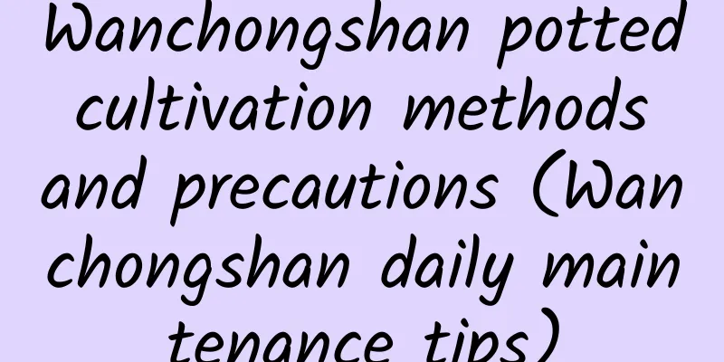 Wanchongshan potted cultivation methods and precautions (Wanchongshan daily maintenance tips)