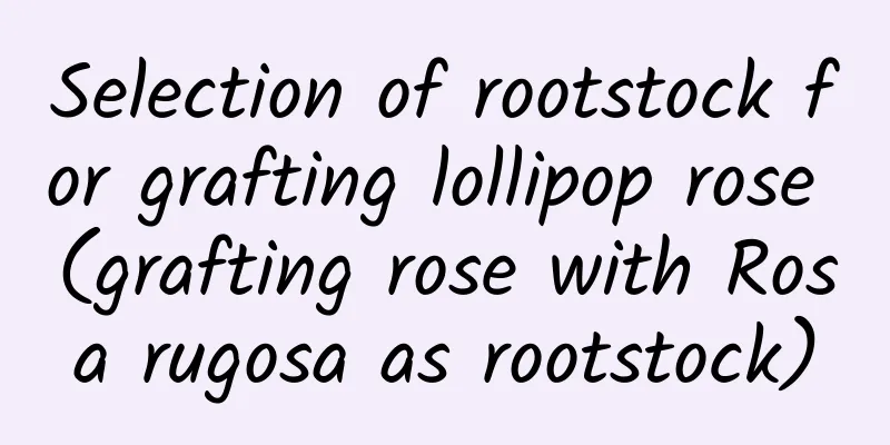 Selection of rootstock for grafting lollipop rose (grafting rose with Rosa rugosa as rootstock)