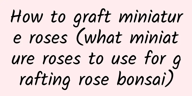 How to graft miniature roses (what miniature roses to use for grafting rose bonsai)