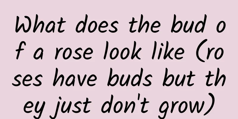What does the bud of a rose look like (roses have buds but they just don't grow)
