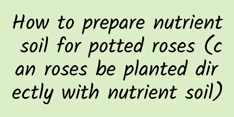 How to prepare nutrient soil for potted roses (can roses be planted directly with nutrient soil)