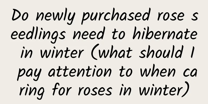 Do newly purchased rose seedlings need to hibernate in winter (what should I pay attention to when caring for roses in winter)