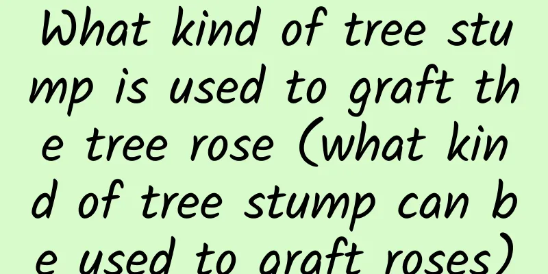 What kind of tree stump is used to graft the tree rose (what kind of tree stump can be used to graft roses)