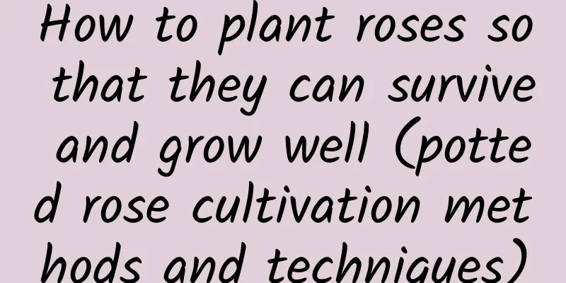 How to plant roses so that they can survive and grow well (potted rose cultivation methods and techniques)