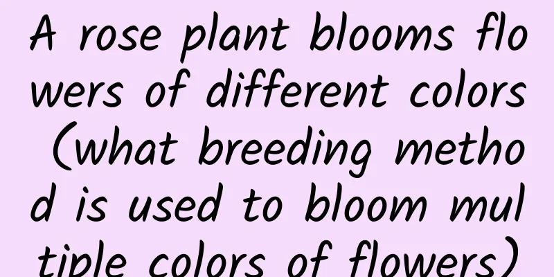 A rose plant blooms flowers of different colors (what breeding method is used to bloom multiple colors of flowers)