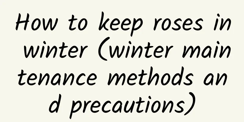 How to keep roses in winter (winter maintenance methods and precautions)