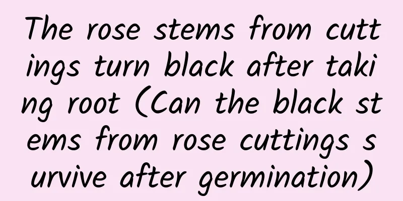 The rose stems from cuttings turn black after taking root (Can the black stems from rose cuttings survive after germination)