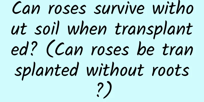 Can roses survive without soil when transplanted? (Can roses be transplanted without roots?)