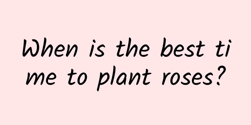 When is the best time to plant roses?