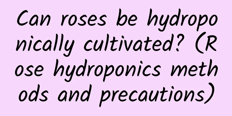 Can roses be hydroponically cultivated? (Rose hydroponics methods and precautions)