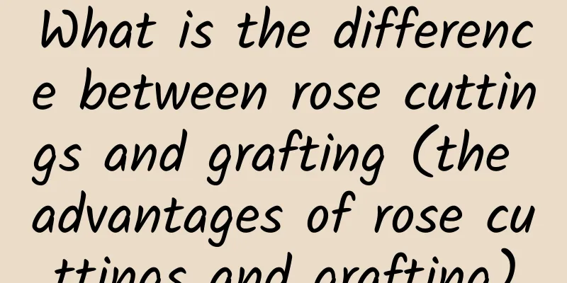 What is the difference between rose cuttings and grafting (the advantages of rose cuttings and grafting)
