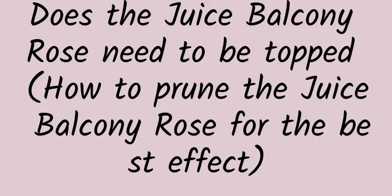 Does the Juice Balcony Rose need to be topped (How to prune the Juice Balcony Rose for the best effect)