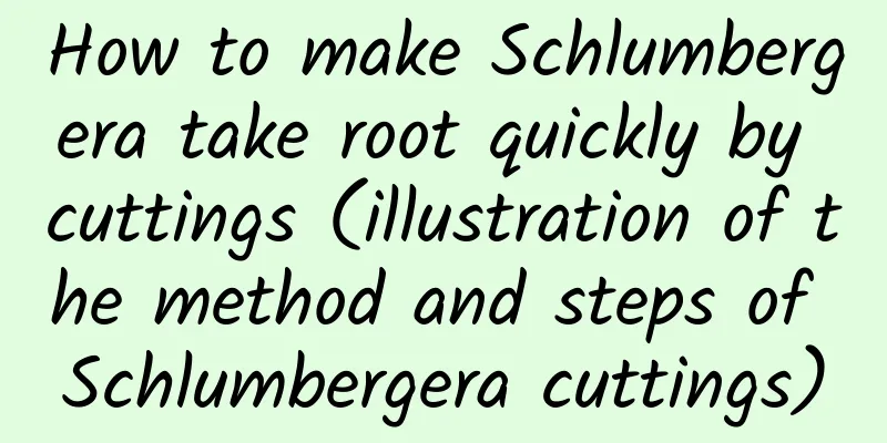 How to make Schlumbergera take root quickly by cuttings (illustration of the method and steps of Schlumbergera cuttings)