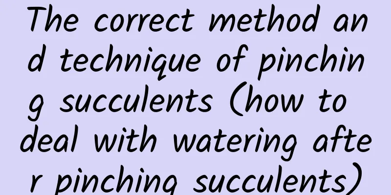 The correct method and technique of pinching succulents (how to deal with watering after pinching succulents)