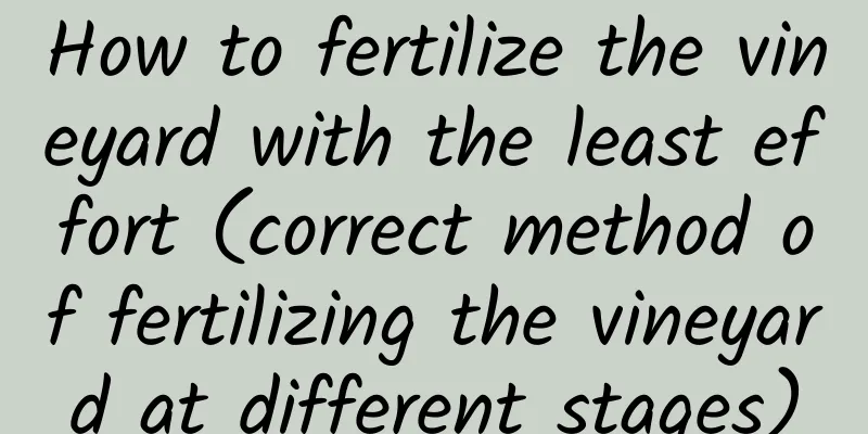 How to fertilize the vineyard with the least effort (correct method of fertilizing the vineyard at different stages)