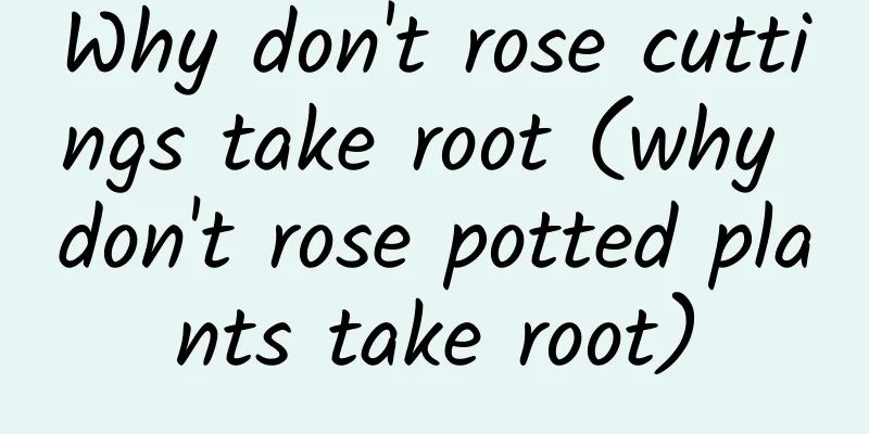 Why don't rose cuttings take root (why don't rose potted plants take root)