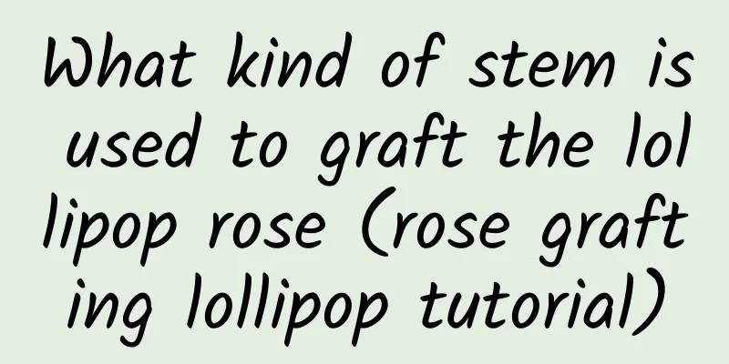 What kind of stem is used to graft the lollipop rose (rose grafting lollipop tutorial)