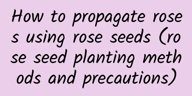 How to propagate roses using rose seeds (rose seed planting methods and precautions)