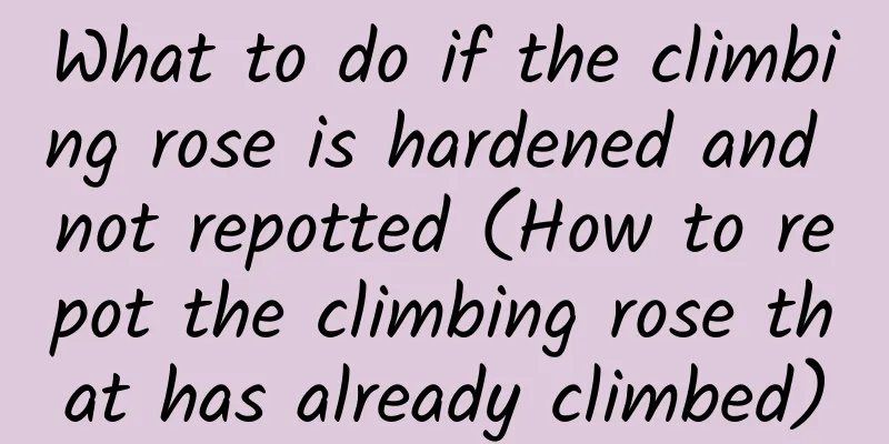 What to do if the climbing rose is hardened and not repotted (How to repot the climbing rose that has already climbed)