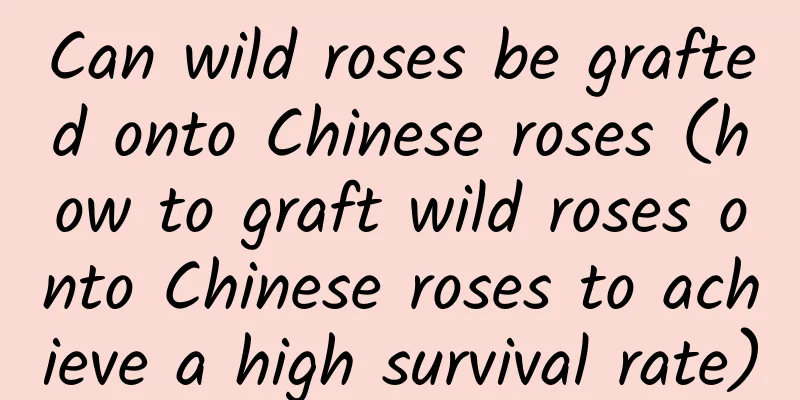 Can wild roses be grafted onto Chinese roses (how to graft wild roses onto Chinese roses to achieve a high survival rate)